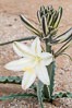 Desert Lily blooms in the sandy soils of the Colorado Desert.  It is fragrant and its flowers are similar to cultivated Easter lilies. Anza-Borrego Desert State Park, Borrego Springs, California, USA. Image #10544