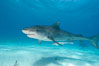 Tiger shark and live sharksucker (remora). Bahamas. Image #10652