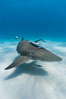 Lemon shark with live sharksuckers. Bahamas. Image #10757