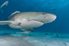 Lemon shark with live sharksuckers. Bahamas. Image #10765
