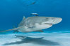 Lemon shark with live sharksuckers. Bahamas. Image #10774