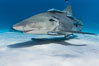 Lemon shark with live sharksuckers. Bahamas. Image #10785