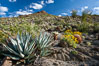 Desert agave, brittlebush and various cacti and wildflowers color the sides of Glorietta Canyon.  Heavy winter rains led to a historic springtime bloom in 2005, carpeting the entire desert in vegetation and color for months. Anza-Borrego Desert State Park, Borrego Springs, California, USA. Image #10900