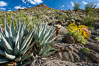 Desert agave, brittlebush and various cacti and wildflowers color the sides of Glorietta Canyon.  Heavy winter rains led to a historic springtime bloom in 2005, carpeting the entire desert in vegetation and color for months. Anza-Borrego Desert State Park, Borrego Springs, California, USA. Image #10901