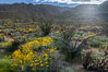 Brittlebush, ocotillo and various cacti and wildflowers color the sides of Glorietta Canyon.  Heavy winter rains led to a historic springtime bloom in 2005, carpeting the entire desert in vegetation and color for months. Anza-Borrego Desert State Park, Borrego Springs, California, USA. Image #10907