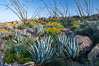 Desert agave, brittlebush, ocotillo and various cacti and wildflowers color the sides of Glorietta Canyon.  Heavy winter rains led to a historic springtime bloom in 2005, carpeting the entire desert in vegetation and color for months. Anza-Borrego Desert State Park, Borrego Springs, California, USA. Image #10920