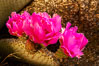 Beavertail cactus bloom.  Heavy winter rains led to a historic springtime bloom in 2005, carpeting the entire desert in vegetation and color for months. Anza-Borrego Desert State Park, Borrego Springs, California, USA. Image #10928