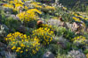 Barrel cactus, brittlebush and wildflowers color the sides of Glorietta Canyon.  Heavy winter rains led to a historic springtime bloom in 2005, carpeting the entire desert in vegetation and color for months. Anza-Borrego Desert State Park, Borrego Springs, California, USA. Image #10960