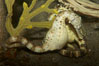 Pot-bellied seahorse, male, carrying eggs.  The developing embryos are nourished by individual yolk sacs, and oxygen is supplied through a placenta-like attachment to the male.  Two to six weeks after fertilization, the male gives birth.  The babies must then fend for themselves, and few survive to adulthood. Image #11032