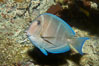 Blue tang, showing remnants of vertical bars characteristic of subadults. Image #11041