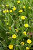 Crete weed blooms in spring, Batiquitos Lagoon, Carlsbad. California, USA. Image #11360