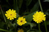Crete weed blooms in spring, Batiquitos Lagoon, Carlsbad. California, USA. Image #11361