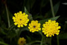 Crete weed blooms in spring, Batiquitos Lagoon, Carlsbad. California, USA. Image #11362