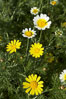 Crown daisy blooms in Spring. San Diego, California, USA. Image #11364