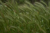 Foxtail barley. San Elijo Lagoon, Encinitas, California, USA. Image #11382
