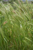 Foxtail barley. San Elijo Lagoon, Encinitas, California, USA. Image #11383