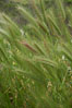 Foxtail barley. San Elijo Lagoon, Encinitas, California, USA. Image #11384