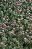 Rose clover blooms in spring. Carlsbad, California, USA. Image #11453