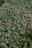 Rose clover blooms in spring. Carlsbad, California, USA. Image #11454