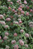 Rose clover blooms in spring. Carlsbad, California, USA. Image #11456