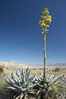 Desert agave, also known as the Century Plant, blooms in spring in Anza-Borrego Desert State Park. Desert agave is the only agave species to be found on the rocky slopes and flats bordering the Coachella Valley. It occurs over a wide range of elevations from 500 to over 4,000.  It is called century plant in reference to the amount of time it takes it to bloom. This can be anywhere from 5 to 20 years. They send up towering flower stalks that can approach 15 feet in height. Sending up this tremendous display attracts a variety of pollinators including bats, hummingbirds, bees, moths and other insects and nectar-eating birds. Image #11553