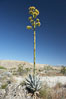 Desert agave, also known as the Century Plant, blooms in spring in Anza-Borrego Desert State Park. Desert agave is the only agave species to be found on the rocky slopes and flats bordering the Coachella Valley. It occurs over a wide range of elevations from 500 to over 4,000.  It is called century plant in reference to the amount of time it takes it to bloom. This can be anywhere from 5 to 20 years. They send up towering flower stalks that can approach 15 feet in height. Sending up this tremendous display attracts a variety of pollinators including bats, hummingbirds, bees, moths and other insects and nectar-eating birds. Image #11555