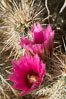 Hedgehog cactus blooms in spring. Anza-Borrego Desert State Park, Borrego Springs, California, USA. Image #11584
