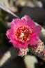Beavertail cactus blooms in spring. Anza-Borrego Desert State Park, Borrego Springs, California, USA. Image #11586