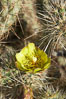 Buckhorn cholla cactus blooms in spring. Anza-Borrego Desert State Park, Borrego Springs, California, USA. Image #11587