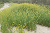 Ranchers fiddleneck, also known as common fiddleneck, blooms in spring. San Elijo Lagoon, Encinitas, California, USA. Image #11652
