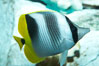 Pacific double-saddle butterflyfish. Image #11815