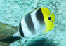 Pacific double-saddle butterflyfish. Image #11816