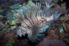Lionfish. Image #11820