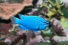 Sapphire devil (blue damselfish), female/juvenile coloration. Image #11833