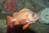 Vermillion rockfish. Image #11855