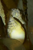Pot-bellied seahorse, male, carrying eggs.  The developing embryos are nourished by individual yolk sacs, and oxygen is supplied through a placenta-like attachment to the male.  Two to six weeks after fertilization, the male gives birth.  The babies must then fend for themselves, and few survive to adulthood. Image #11898