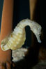 Pot-bellied seahorse, male, carrying eggs.  The developing embryos are nourished by individual yolk sacs, and oxygen is supplied through a placenta-like attachment to the male.  Two to six weeks after fertilization, the male gives birth.  The babies must then fend for themselves, and few survive to adulthood. Image #11901