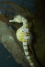 Pot-bellied seahorse, male, carrying eggs.  The developing embryos are nourished by individual yolk sacs, and oxygen is supplied through a placenta-like attachment to the male.  Two to six weeks after fertilization, the male gives birth.  The babies must then fend for themselves, and few survive to adulthood. Image #11903