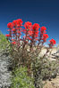 Indian Paintbrush. Joshua Tree National Park, California, USA. Image #11905