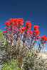 Indian Paintbrush. Joshua Tree National Park, California, USA. Image #11907