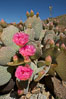 Beavertail cactus blooms in spring. Joshua Tree National Park, California, USA. Image #11930
