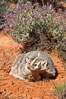 American badger.  Badgers are found primarily in the great plains region of North America. Badgers prefer to live in dry, open grasslands, fields, and pastures. Image #12046