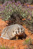 American badger.  Badgers are found primarily in the great plains region of North America. Badgers prefer to live in dry, open grasslands, fields, and pastures. Image #12047