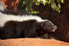 Striped skunk.  The striped skunk prefers somewhat open areas with a mixture of habitats such as woods, grasslands, and agricultural clearings. They are usually never found further than two miles from a water source. They are also often found in suburban areas because of the abundance of buildings that provide them with cover. Image #12054