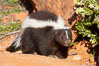 Striped skunk.  The striped skunk prefers somewhat open areas with a mixture of habitats such as woods, grasslands, and agricultural clearings. They are usually never found further than two miles from a water source. They are also often found in suburban areas because of the abundance of buildings that provide them with cover. Image #12058