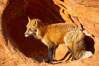 Red fox.  Red foxes are the most widely distributed wild carnivores in the world. Red foxes utilize a wide range of habitats including forest, tundra, prairie, and farmland. They prefer habitats with a diversity of vegetation types and are increasingly encountered in suburban areas. Image #12070