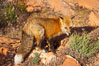 Red fox.  Red foxes are the most widely distributed wild carnivores in the world. Red foxes utilize a wide range of habitats including forest, tundra, prairie, and farmland. They prefer habitats with a diversity of vegetation types and are increasingly encountered in suburban areas. Image #12072