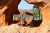 Gray fox.  Gray foxes are found in deciduous woodlands, but are occasionally seen in old fields foraging for fruits and insects. Gray foxes resemble small, gracile dogs with bushy tails. They are distinguished from most other canids by their grizzled upperparts, buff neck and black-tipped tail. Image #12088