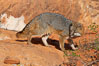 Gray fox.  Gray foxes are found in deciduous woodlands, but are occasionally seen in old fields foraging for fruits and insects. Gray foxes resemble small, gracile dogs with bushy tails. They are distinguished from most other canids by their grizzled upperparts, buff neck and black-tipped tail. Image #12091