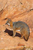 Gray fox.  Gray foxes are found in deciduous woodlands, but are occasionally seen in old fields foraging for fruits and insects. Gray foxes resemble small, gracile dogs with bushy tails. They are distinguished from most other canids by their grizzled upperparts, buff neck and black-tipped tail. Image #12092